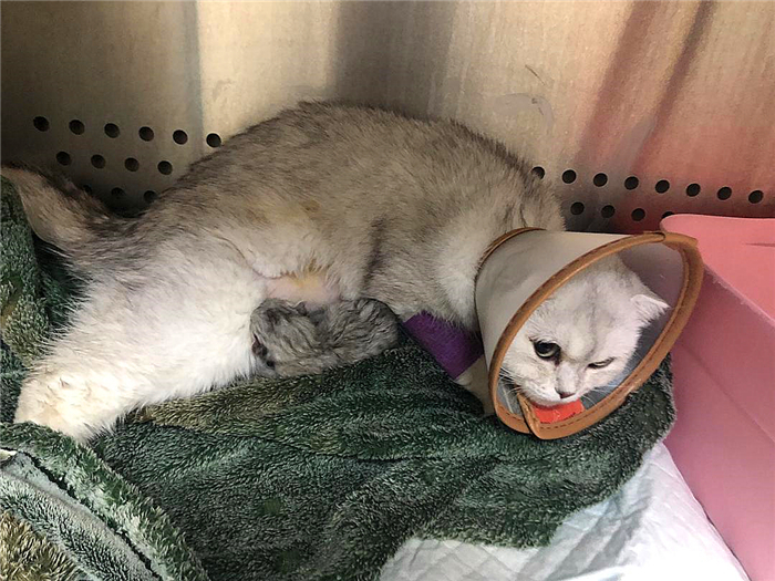 猫咪可以不吃猫粮吗只吃肉吗,猫咪不吃猫粮怎么办教你三招治疗