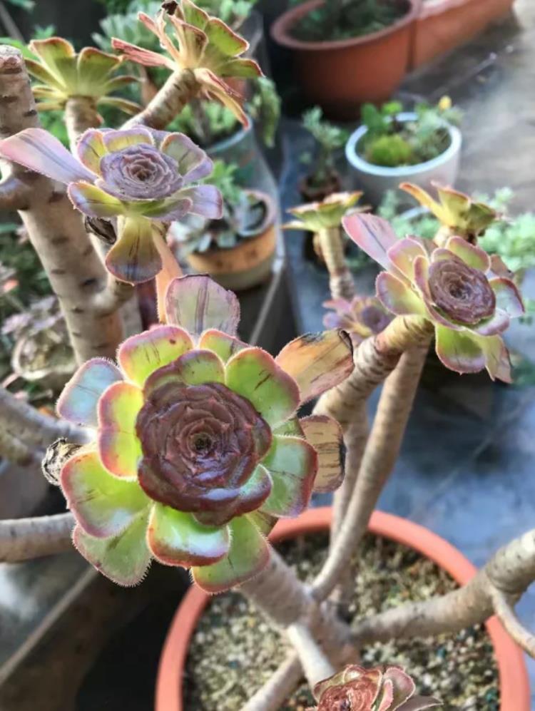 多肉法师杆子腐烂怎么办,多肉腐黑了是什么原因