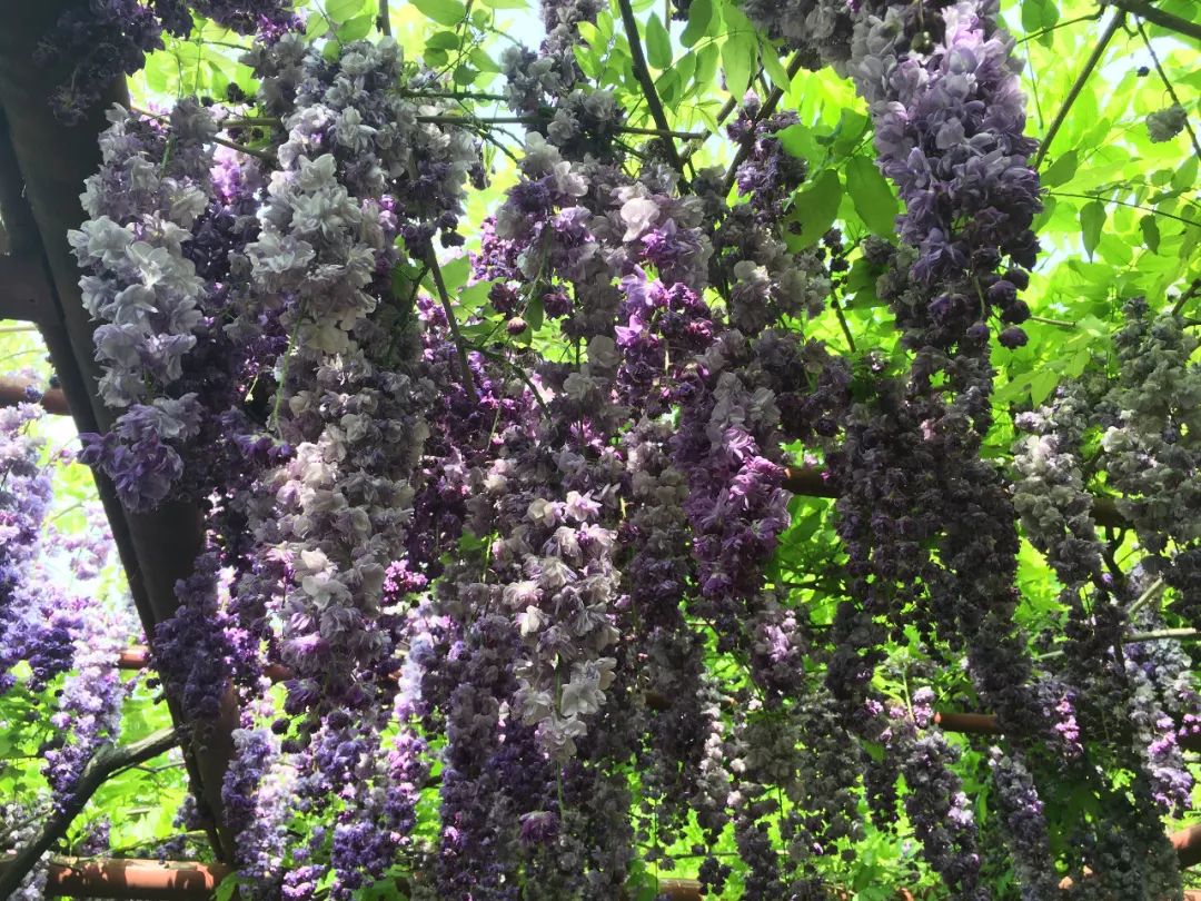 紫藤中最有名的品种叫什么名字,非常好种不需要太阳的紫藤品种