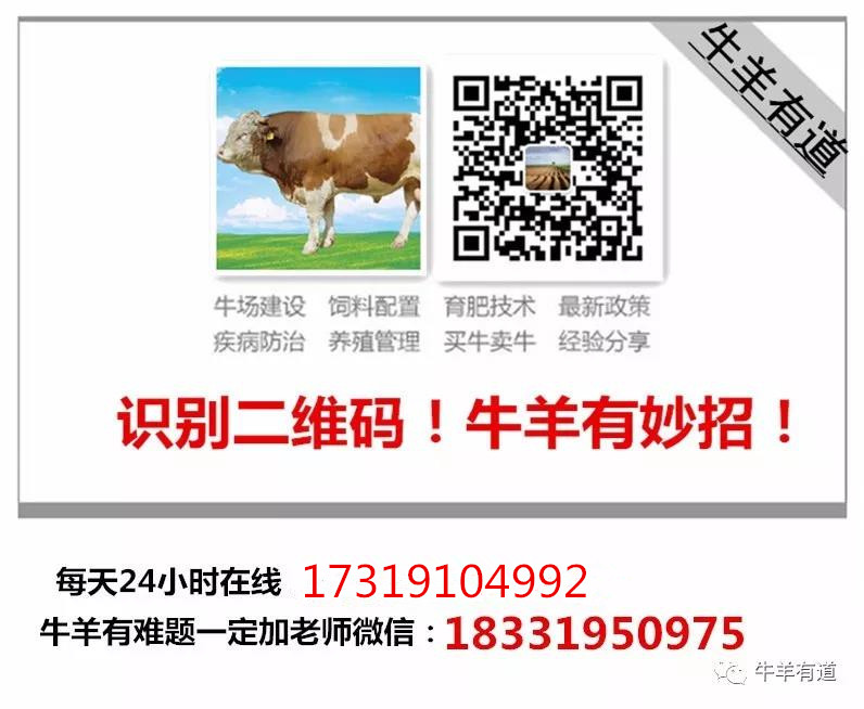 母牛产后怎么护理请老师回答,母牛产后护理八大步骤