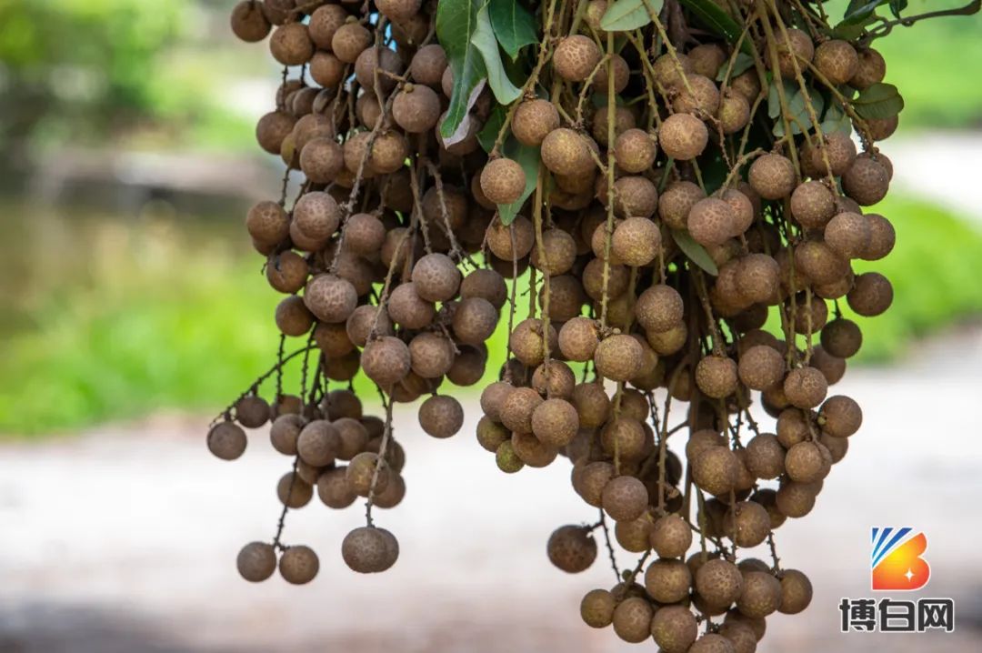 活久见！快成精了？博白发现明朝古树，至今600多年