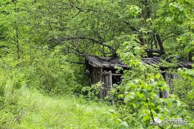 探秘汉中,汉中一村子窜入野生羚牛