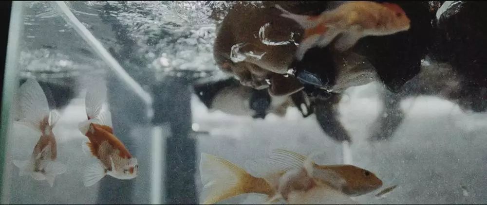 柴小雨FIRST征战记