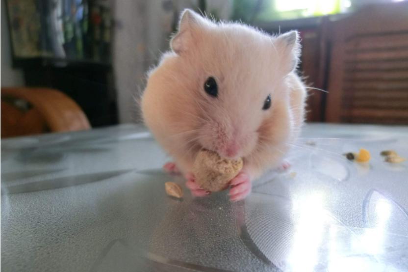 养仓鼠要记住的小知识,养仓鼠必须知道的8大常识问题