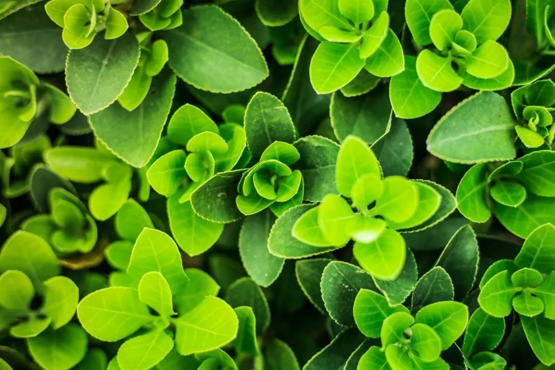 中药调理湿疹一般多久能痊愈,一味中药治湿疹视频