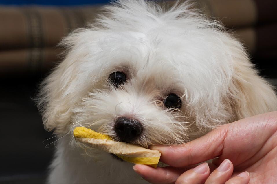 养狗比熊的注意事项,养狗后悔比熊