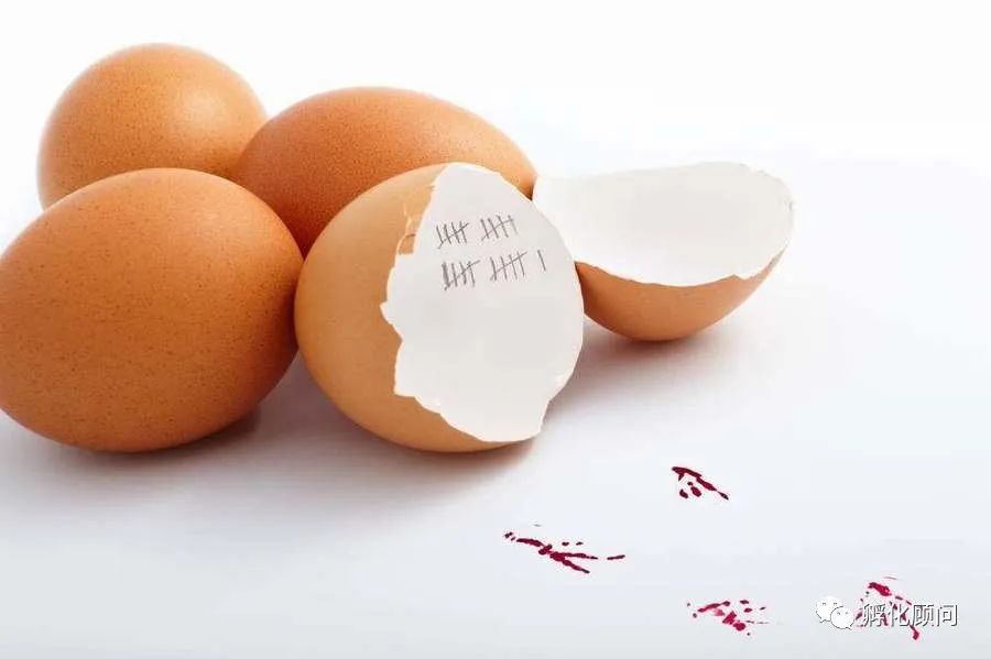 孵化鸡蛋技术视频教程,孵化十天的鸡蛋图片