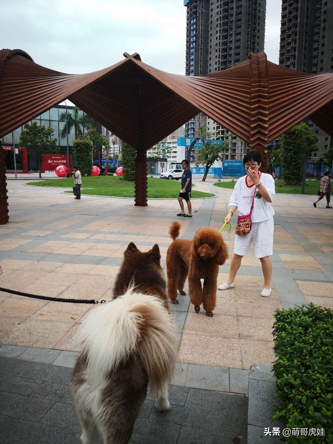 阿拉斯加和巨型泰迪哪个更大,标准巨型泰迪