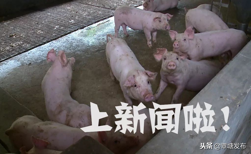 村子里的养殖场,我的家庭养殖场