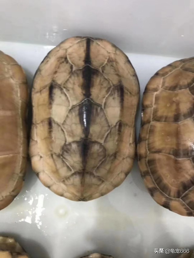 乌龟腐皮腐甲用什么草药,怎样预防乌龟腐皮腐甲
