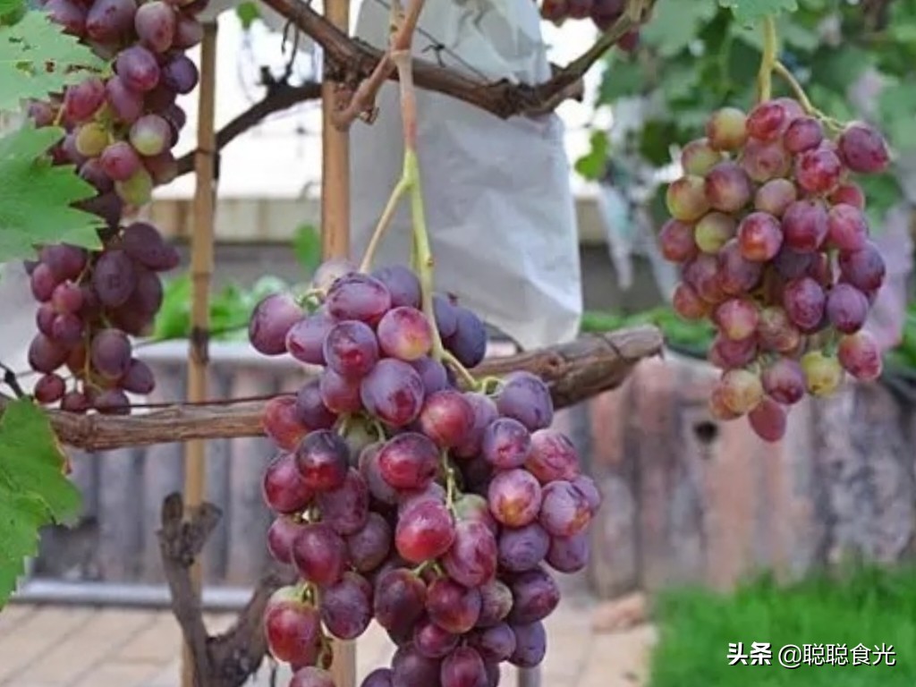 秋季应季水果排行榜,入秋后一定要吃的时令水果