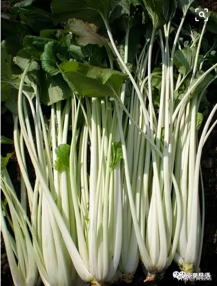 青鱼和鲅鱼的区别在哪儿,青鱼与鲅鱼的区别