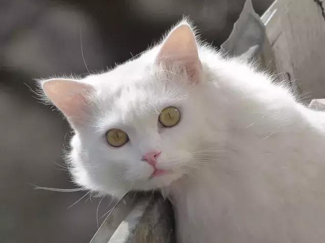 我想领养一只小猫咪,有人想领养一只金色猫咪吗