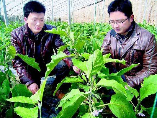 农村养殖业致富项目推荐理由,农民致富商机有哪些