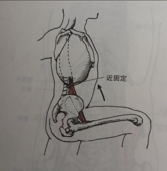 不懂拉伸就不懂健身,拉伸髂腰肌的正确要领