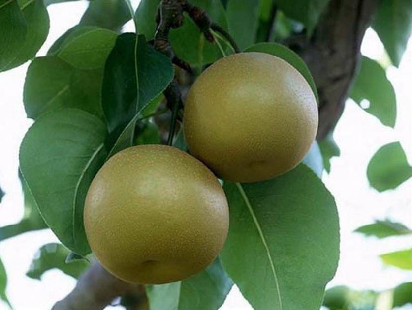 百种水果,100种果子大全