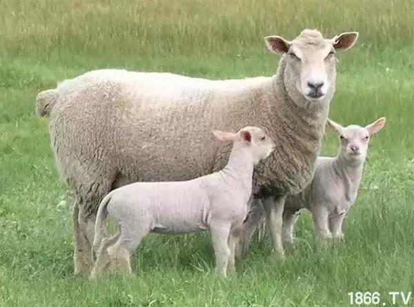 最厉害的10种羊,最好的种羊是什么品种呢