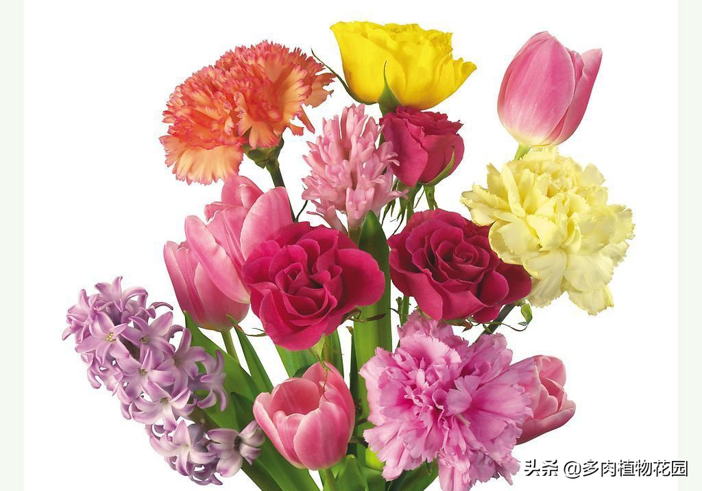 表示对老师感恩的花是什么花,什么花表示对老师的尊敬之情