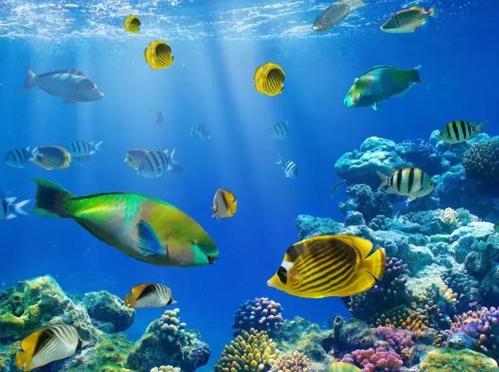 章鱼墨鱼鱿鱼该怎么分清呢,章鱼鱿鱼乌贼怎么分类