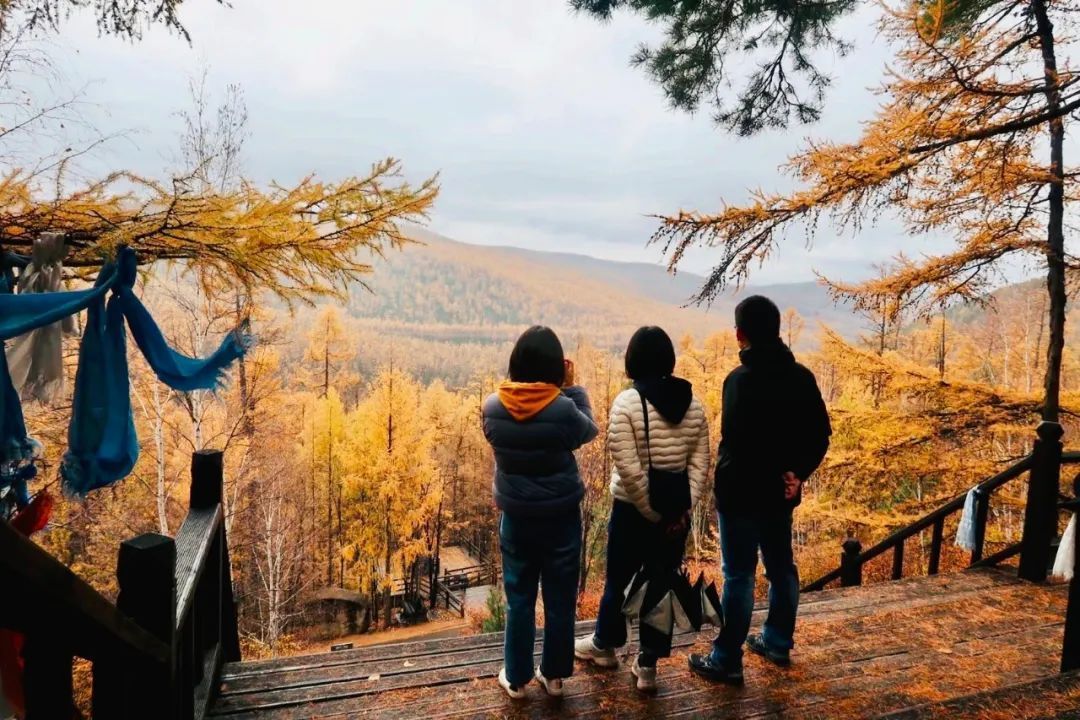 这个冬天，我扛回家一棵树