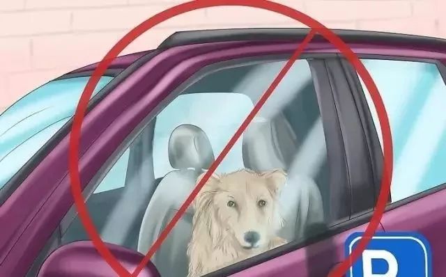 狗狗中暑后好几个小时站不起来,狗狗中暑症状和解救方法及其价格