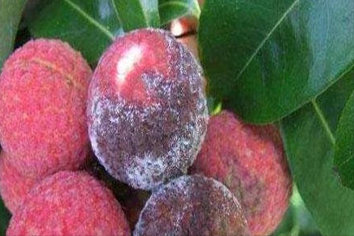 阴雨天荔枝大量落果怎么办,荔枝收成受什么因素影响