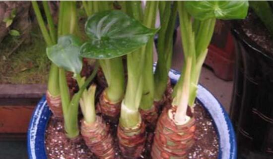 滴水观音烂根怎样处理,水培滴水观音不烂根土培就烂根