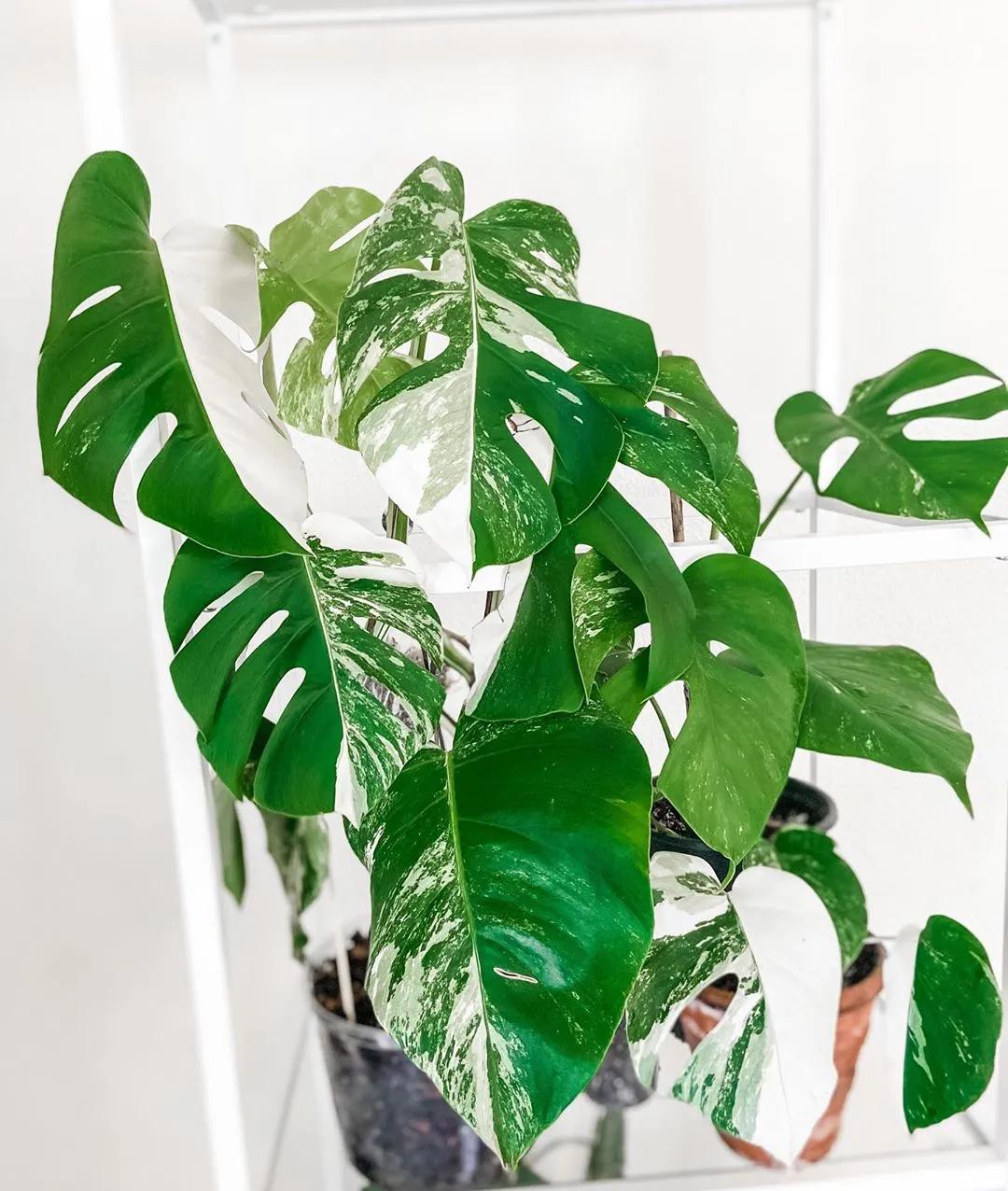 10片叶子的绿植,室内绿植盆栽一元