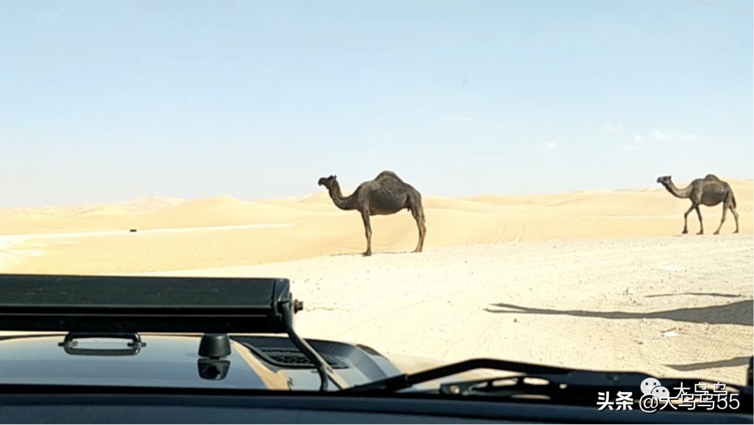 全球旅行迪拜游,迪拜菜鸟出国游