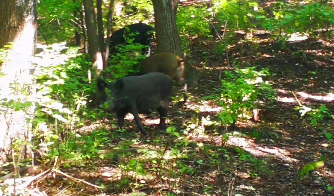 野猪现在泛滥的原因有哪些,野猪泛滥如何控制野猪