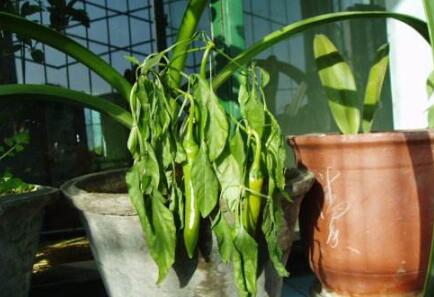 种辣椒叶发黄干枯怎么办,辣椒叶发黄发蔫怎样防治