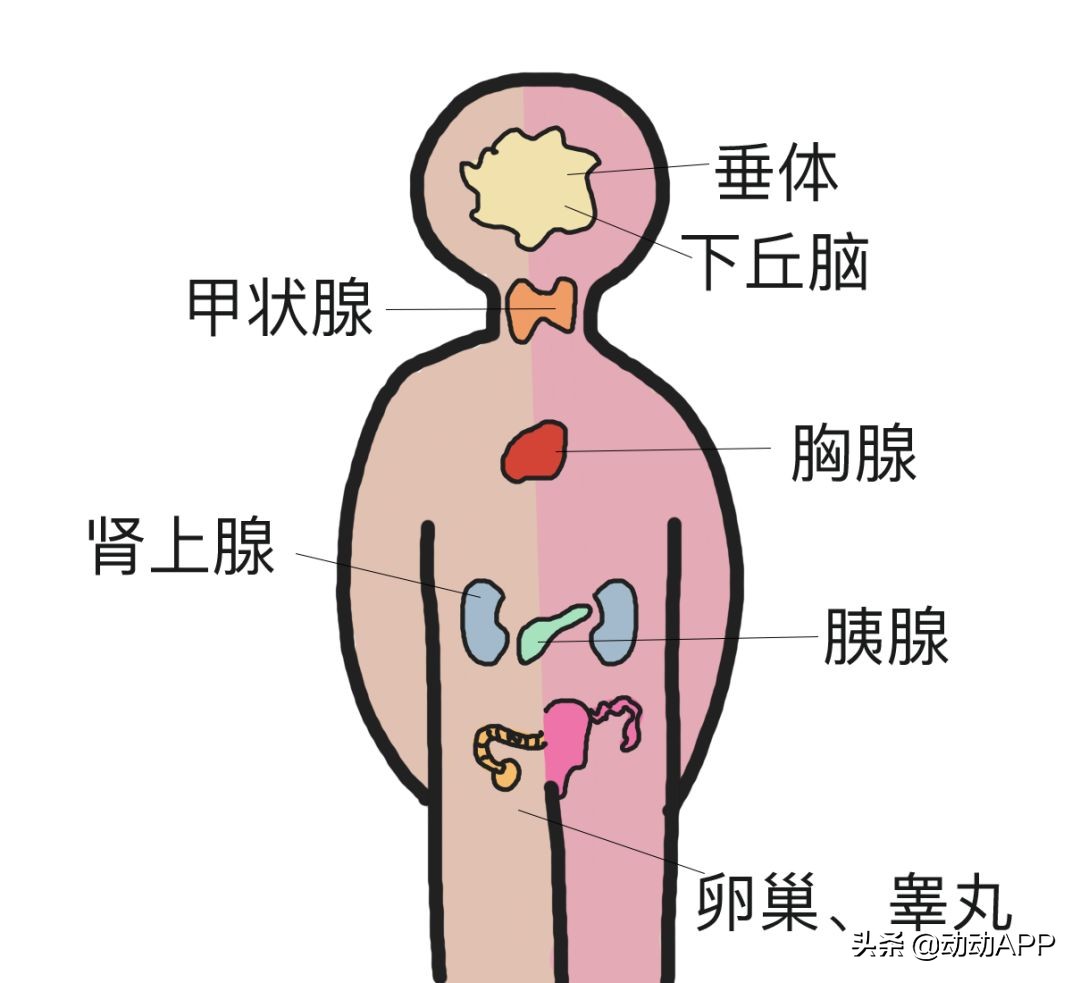 内分泌失调长痘脱发,肥胖导致内分泌失调脱发特点