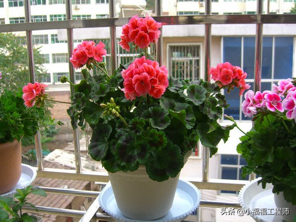 适合孕妇的室内绿植,家里有孕妇房间适合养什么植物