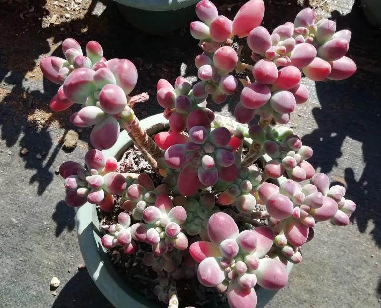 多肉养出状态来有多美？这102种多肉控养上色之后美呆了