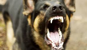 辟谣被狗咬就一定要打疫苗,辟谣被狗咬伤女童身亡