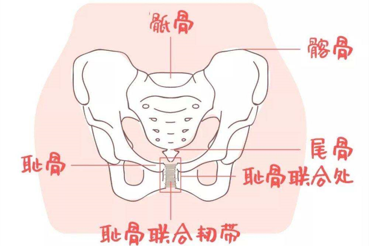 生完娃骨盆变宽会导致什么,生完孩子盆骨变大的危害