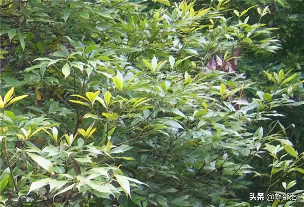 楠木是皇家专用的吗,金丝楠木现存的古树