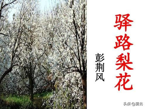 七年级下册14课驿路梨花预习,七年级下语文驿路梨花阅读题