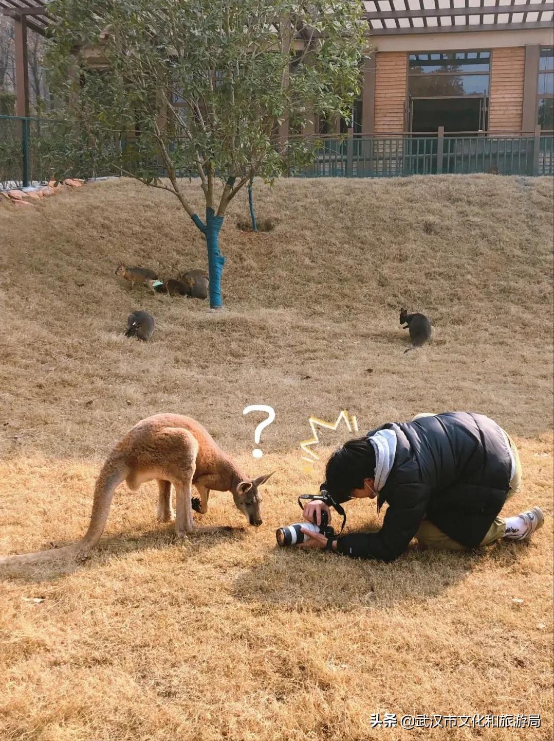 武汉野生动物王国怎么预约,武汉野生动物王国免门票