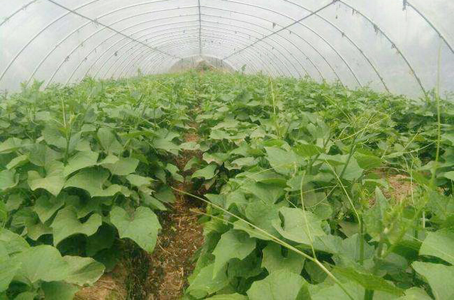 佛手瓜叶子黄是怎么回事,佛手瓜叶子发黄怎么补救