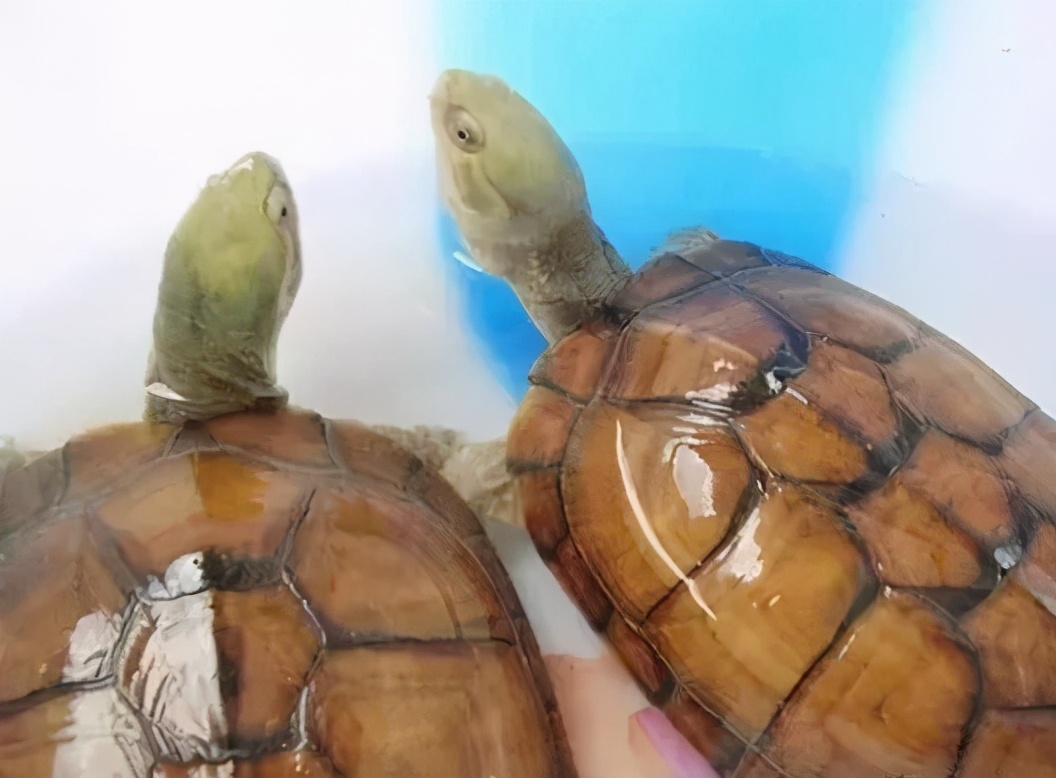 龟类纪录片,龟类图片