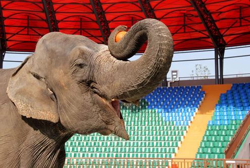 南通森林野生动物园门票团购双人,南通森林野生动物园门票活动团购
