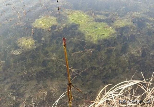 鱼钩大小决定钓多大鱼吗,鱼钩大小对钓鱼影响图