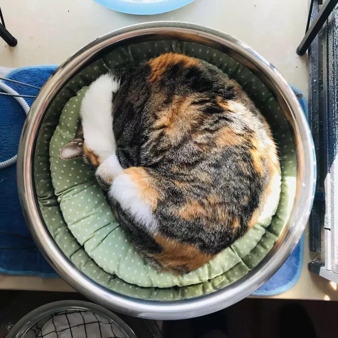 小佩猫窝布偶,小佩猫窝事件