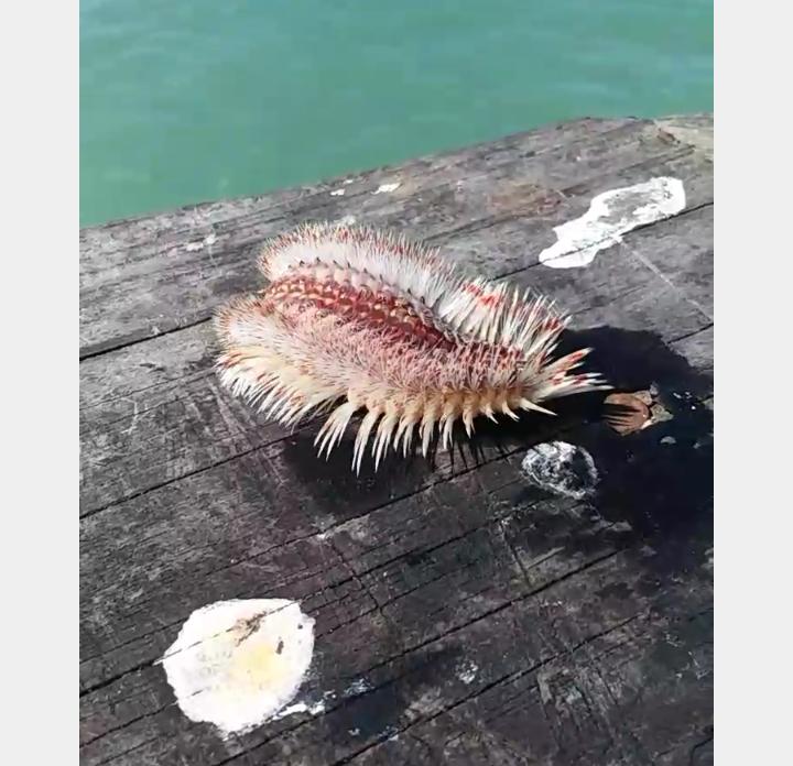 钓鱼奇葩中鱼方法,钓鱼遇到的奇怪东西有哪些