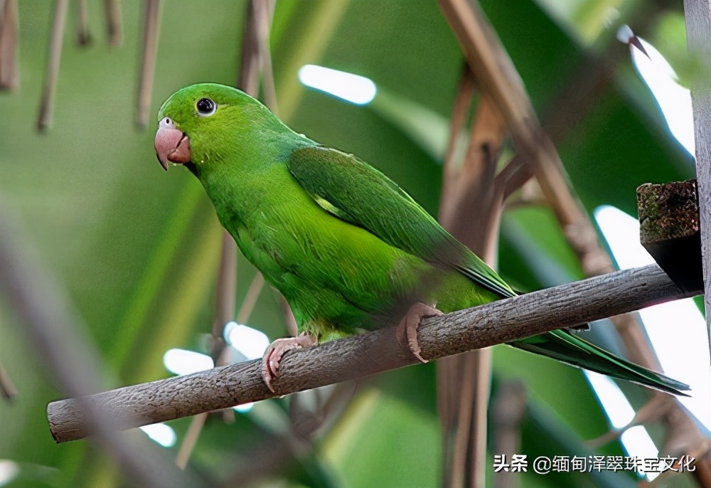 翡翠颜色的细节分类详解,翡翠帝王绿玉髓图片大全