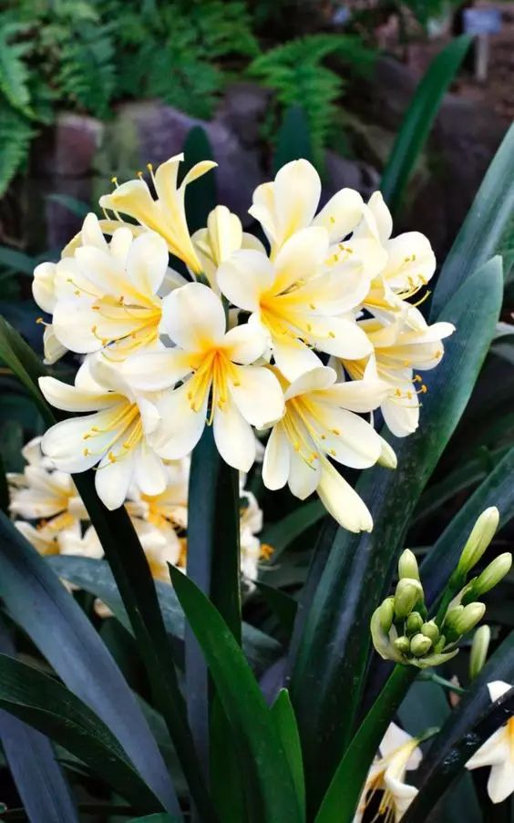 中国十大名花你认识几种呢,中国十大名花你喜欢哪种呢