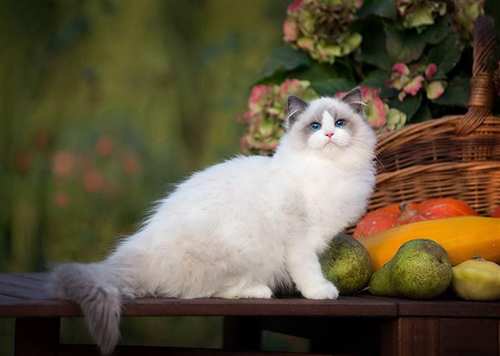 布偶猫价格一般是多少钱一只,布偶猫市场价多少钱一只