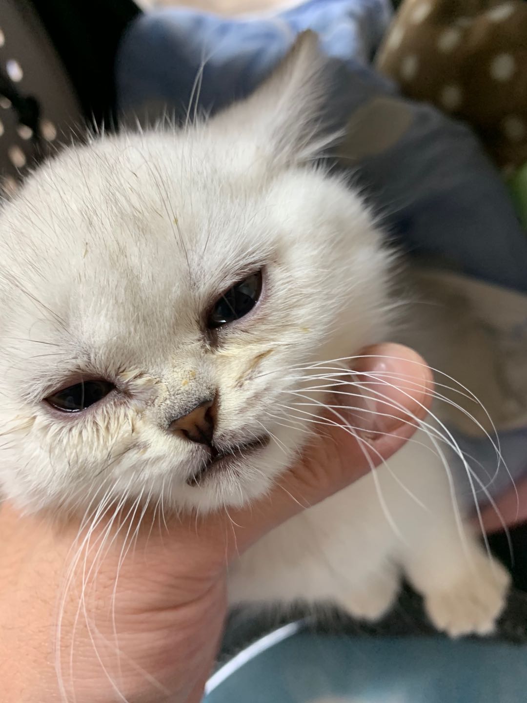 猫咪打喷嚏眼睛有分泌物怎么办,猫咪打喷嚏眼鼻分泌物增多