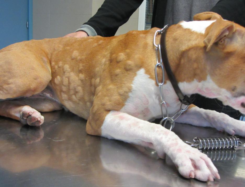 狗狗身上有皮肤病用什么药,狗狗皮肤大面积泛红怎么治